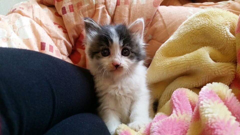 pets_adoption's tweet photo. The most adorable baby girl up for adoption. 
5-6 weeks old and was rescued from a basement.
Please talk to Mariam 0799488915 https://t.co/t2aLU4f0L2