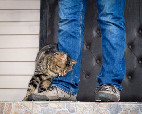 pets_adoption's tweet photo. لماذا تتقرب القطة من الشخص الوحيد الذى لا يحب القطط ؟
عندما تدخل القطط مكان مزدحم بالناس فأنهم يسارعون بالأهتمام بقدومها و يتكلمون معاها و ينظرون إليها, ولكنها دائما تشعر بذلك الشخص الخائف منها و تتعمد التقرب منه لانها تشعر بجانبه بالامان !!!! لانه لن يضايقها مثلما يفعل الاخرين https://t.co/lbXawrshwz