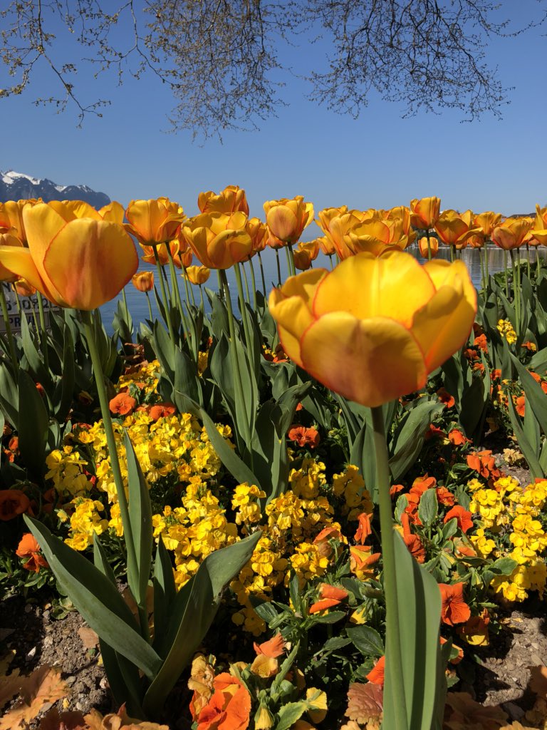 patrickr1's tweet photo. Just flowers... https://t.co/4lrDyEcBFH