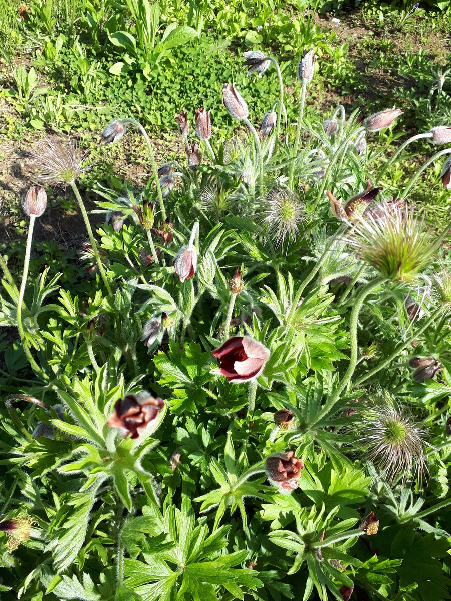 오랜만이다. 할미꽃