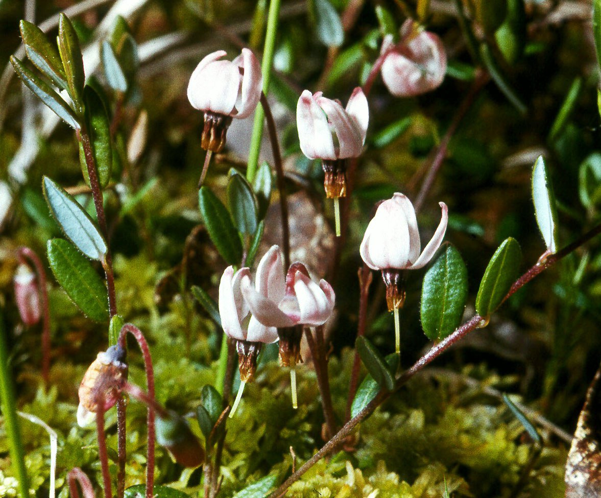 Oxycoccus microcarpus