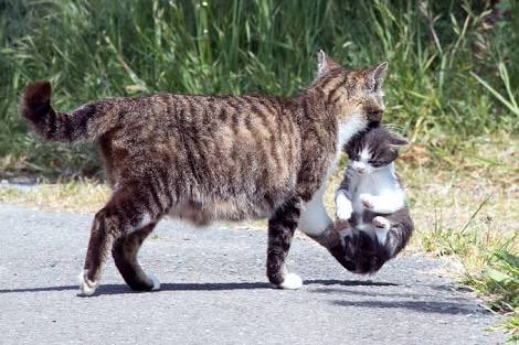 りーか A Twitter 飛び出して質問を答えたかみちゃんを わだちょにきいたの いま とひっぱって戻すタケちゃん 大好物です 子猫をくわえて 運ぶ親猫