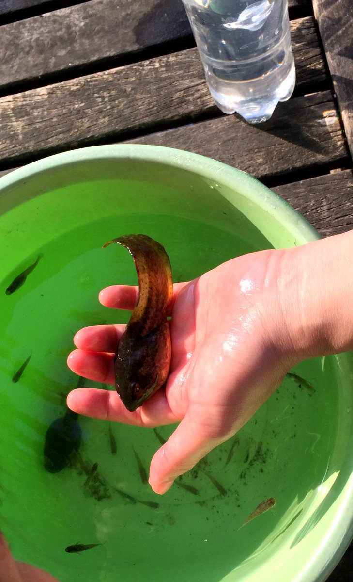 米丸歩 Ayumi Yonemaru (yonemarupolori) Twitter