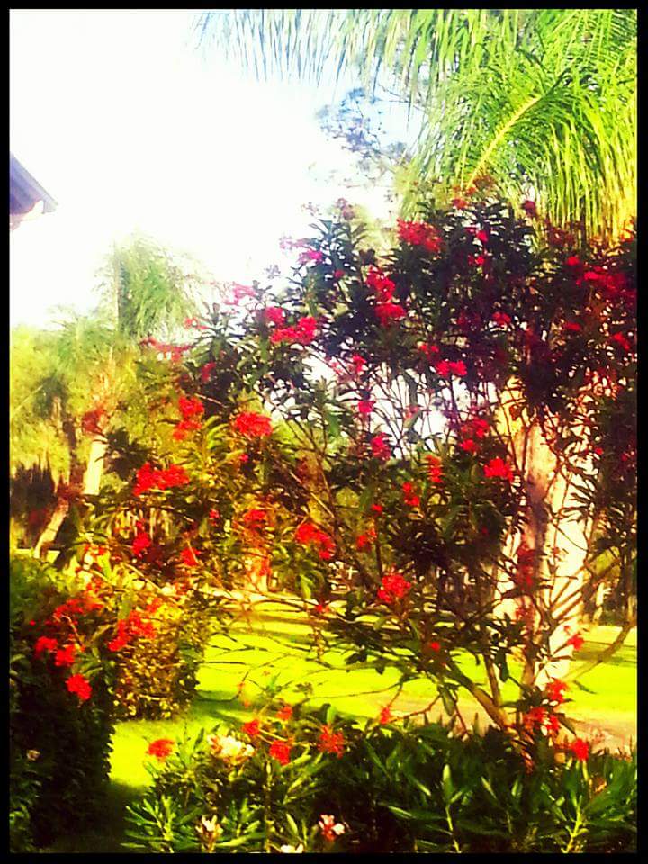 CountCory's tweet photo. Have a beautiful weekend Twitterverse ๐ด ๐ ๐ด @CountCory #SaturdayMorning #beauty #Nature #CountCory #Tropical https://t.co/khfQ2KwTKN