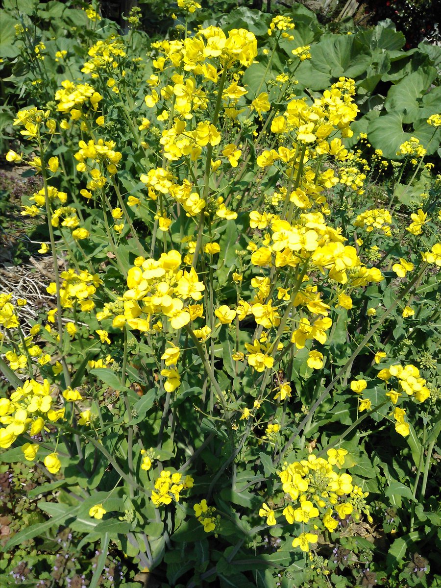りんごの木の子 受粉作業をしてくれるマメコバチがりんご畑に放たれる頃は まだ弘前では咲いている花が少ない ハチ達の食事の為にこの辺りのりんご畑には菜の花が植えられており あちこちに黄色の花を咲かせている 弘前 りんご りんご畑 マメコバチ