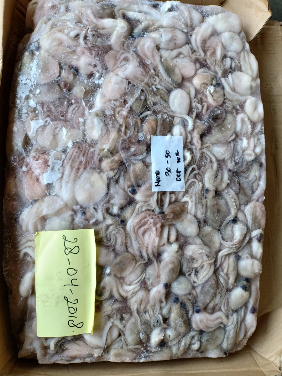 MhInternasional's tweet photo. Any person request for baby octopus? Please let's me know guy's.😉

#ptmhinternasional
#seafood 
#ptmalindoharjayainternasional
#seafoodtrading
#indonesiaseafood https://t.co/qWyrZKzCOI