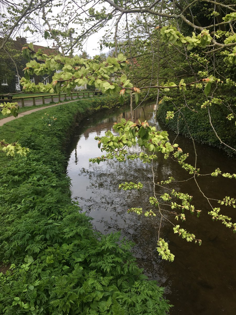 LevensideAssoc's tweet photo. Wild garlic, new leaves, wild cherry blossom - it’s all very beautiful along #Levenside #Stokesley https://t.co/IYBm4qfaES