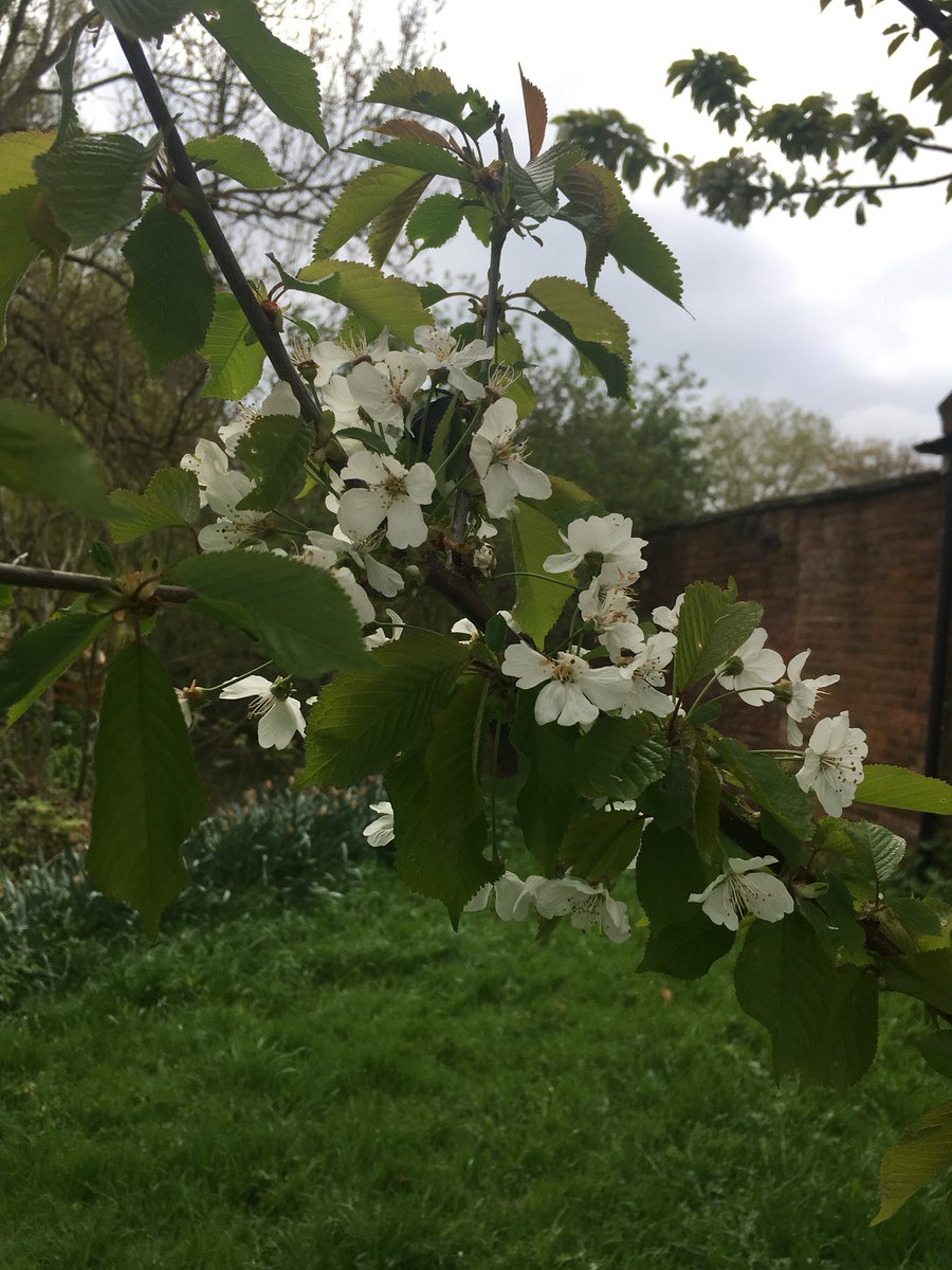 LevensideAssoc's tweet photo. Wild garlic, new leaves, wild cherry blossom - it’s all very beautiful along #Levenside #Stokesley https://t.co/IYBm4qfaES