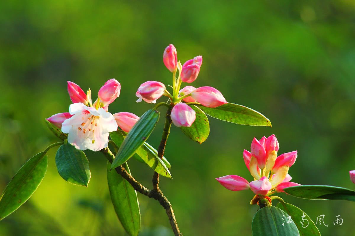 YinxiangOne tweet picture