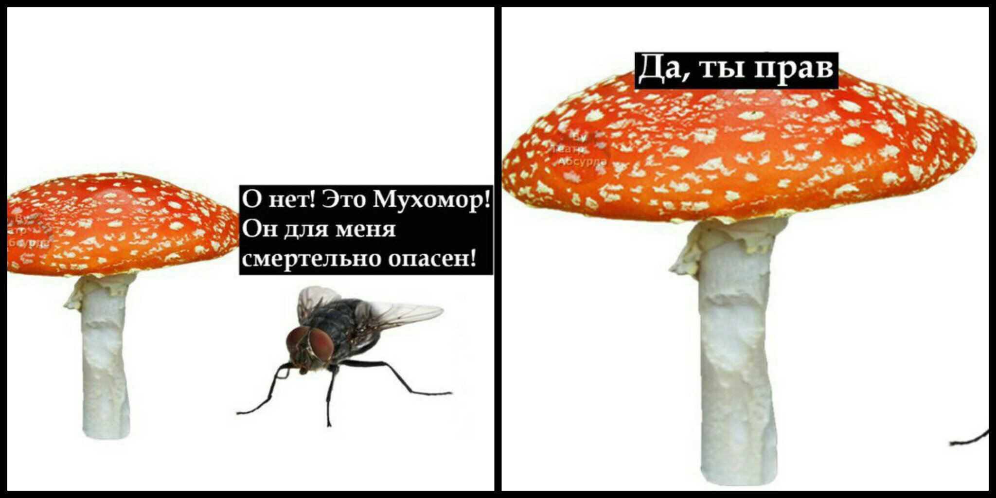 Мухомор прикол