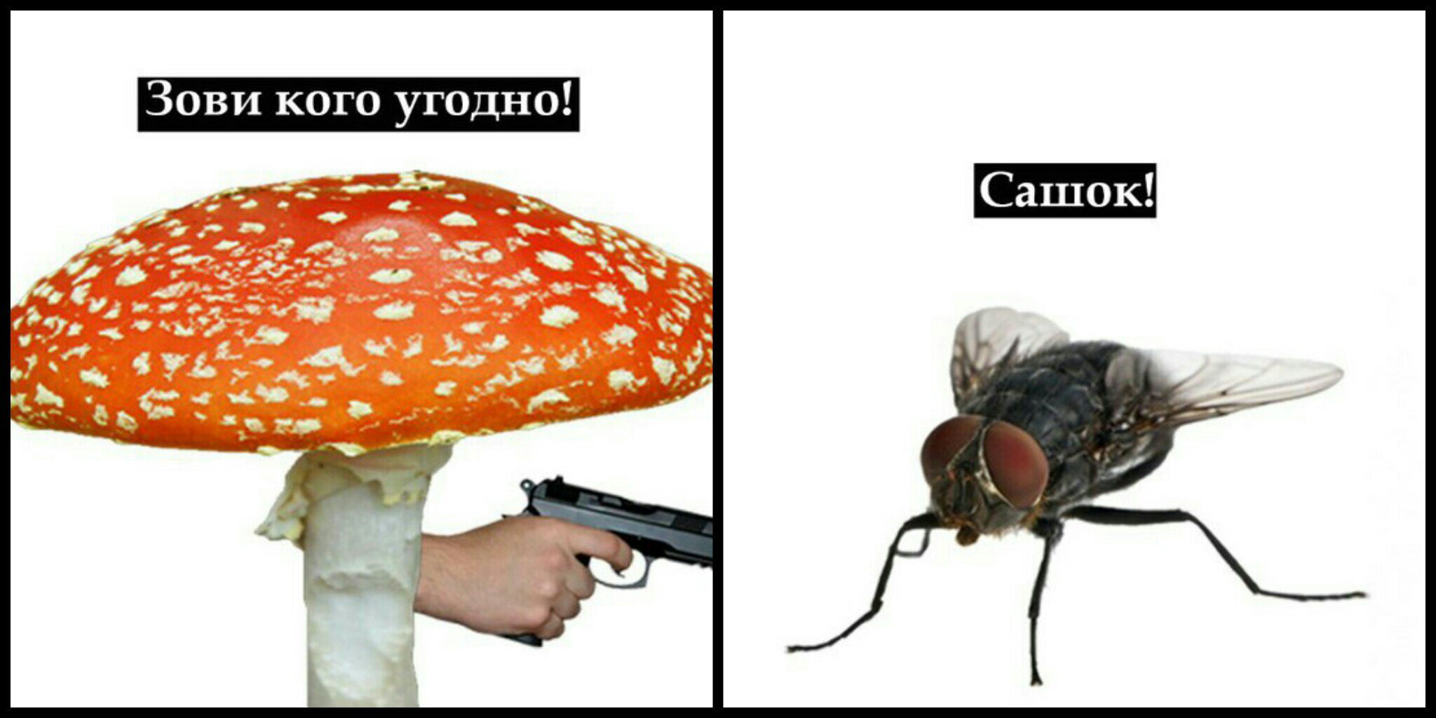 Муха на мухоморе
