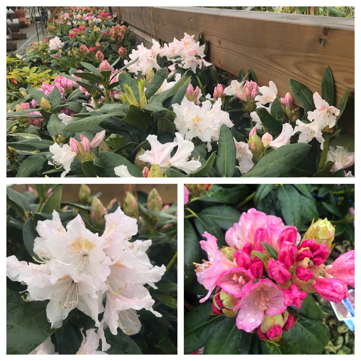 Despite the rain our rhododendrons look amazing