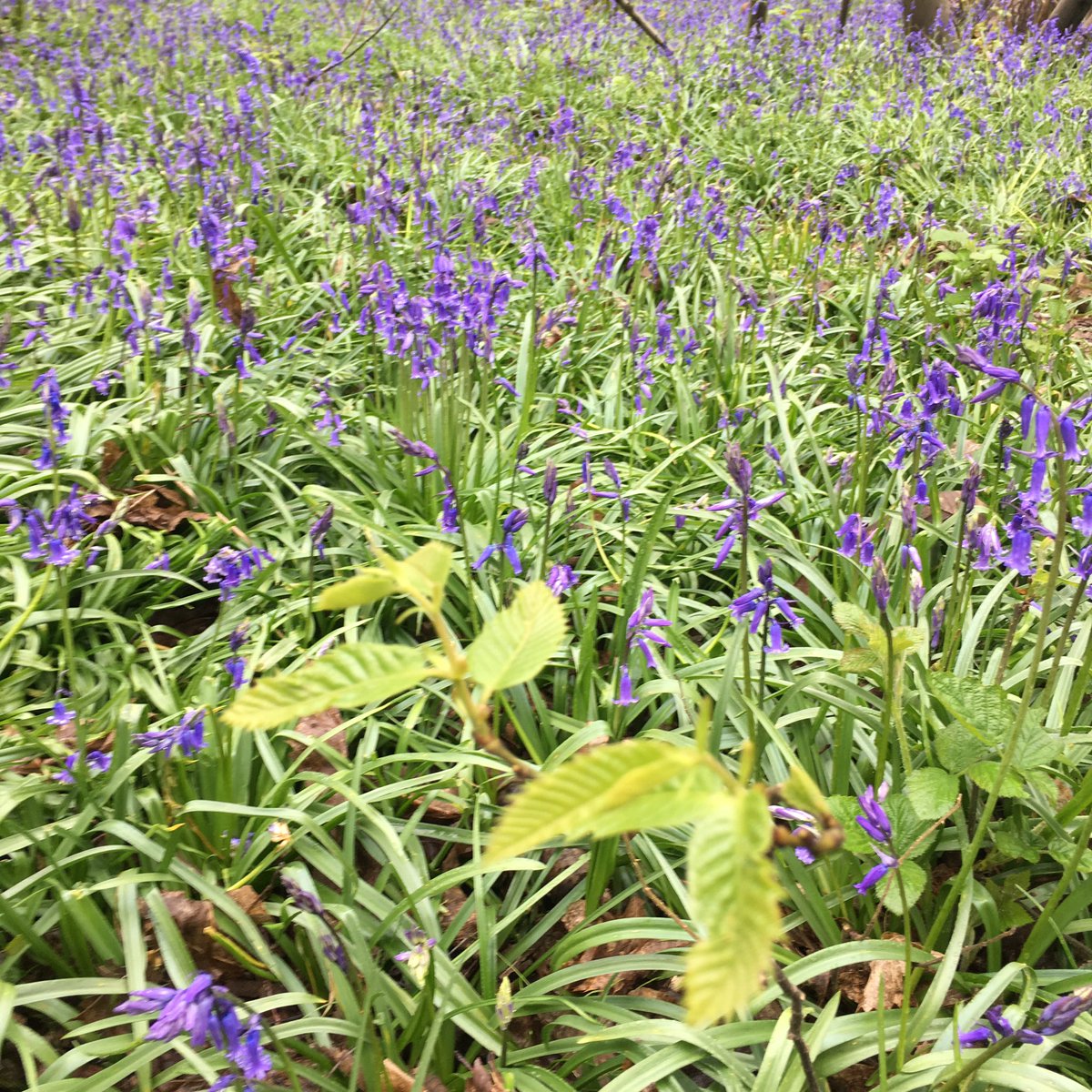 katemclean's tweet photo. Fabulous #ashwalk including fields of #bluebells - #kingswood #northdownsway w/ @Whitbienn - thnx Hannah Lees https://t.co/auJhyUNojj