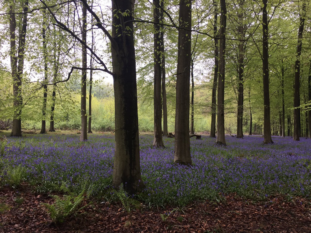 katemclean's tweet photo. Fabulous #ashwalk including fields of #bluebells - #kingswood #northdownsway w/ @Whitbienn - thnx Hannah Lees https://t.co/auJhyUNojj