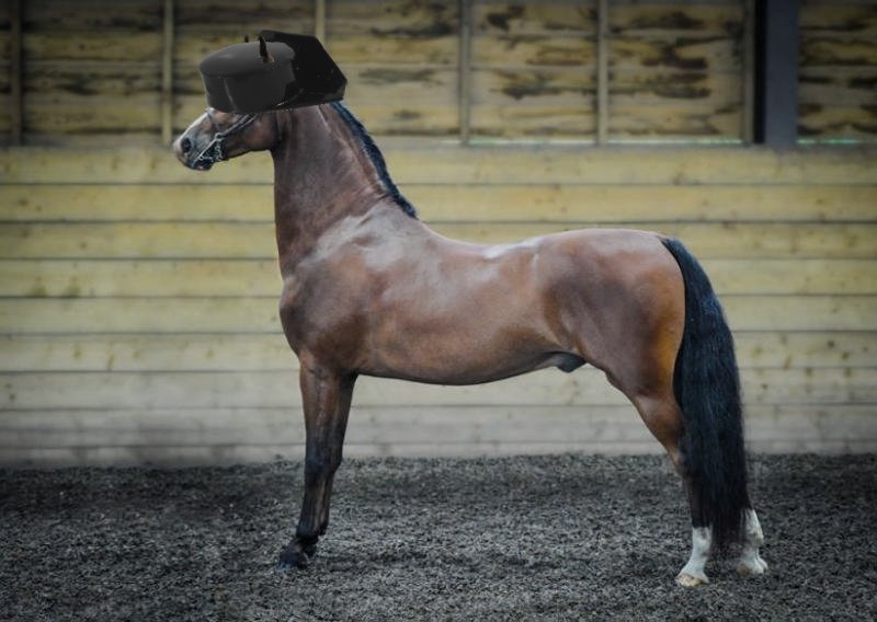 Senyors catalans i senyores catalanes, després d'anys investigant, hem aconseguit crear una nova espècie, es tracta del nou unicorn de tres banyes, el tricorni.
Inspirat en la historia natal de #santestevedelsroures  #SEdR