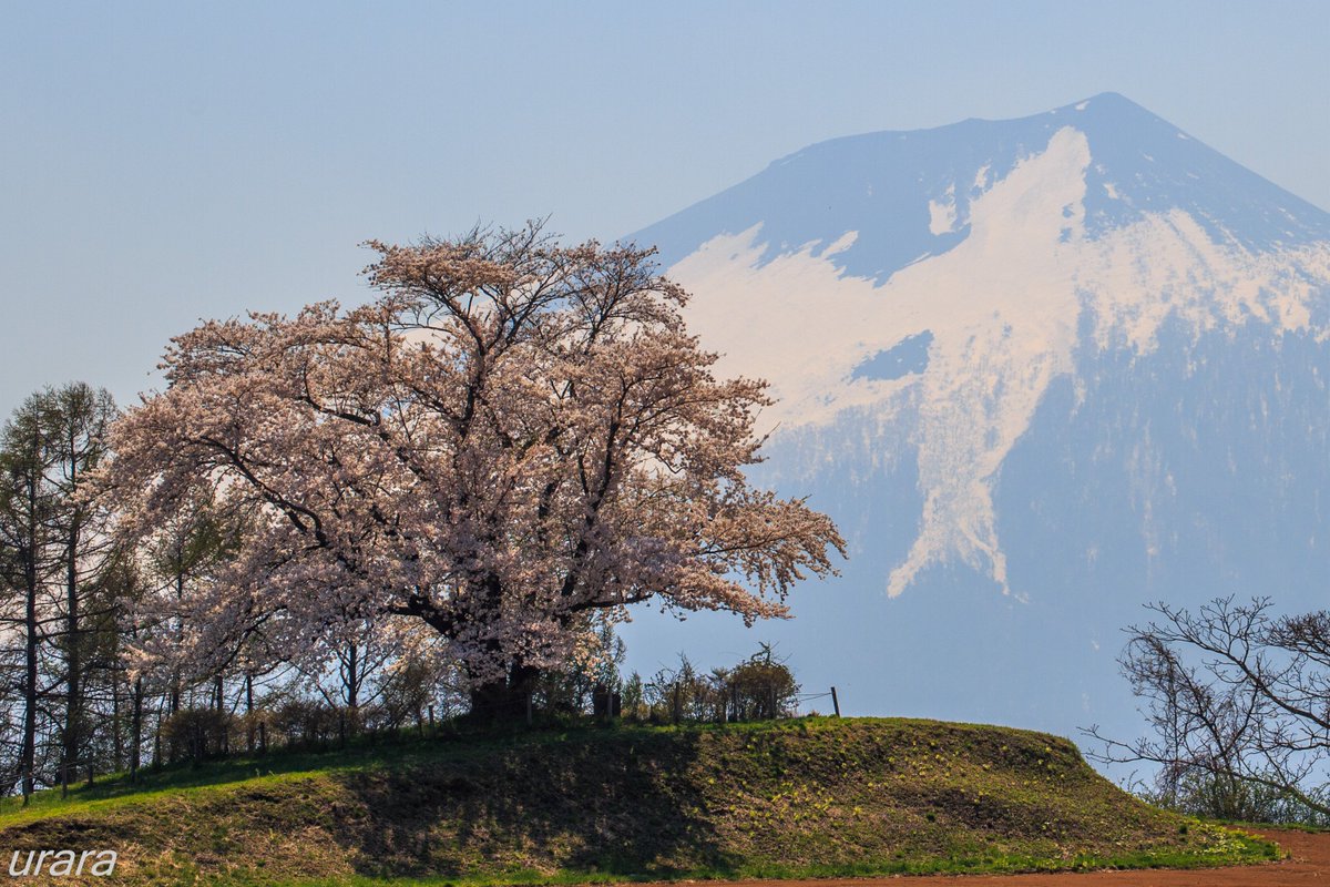 為内の一本桜