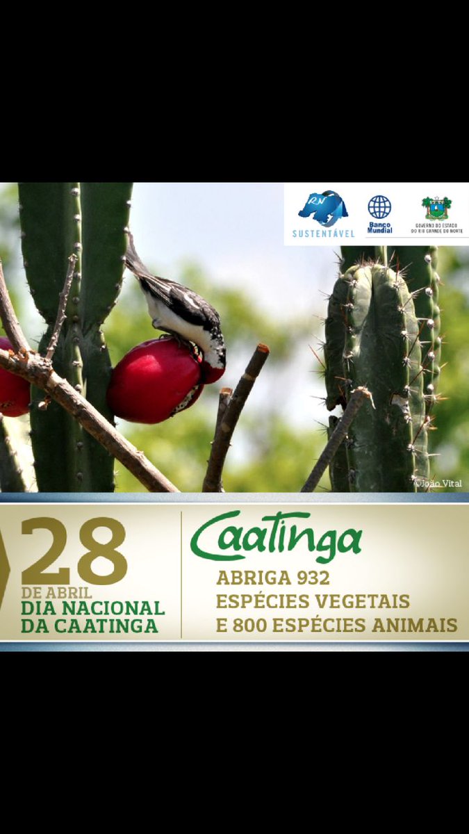 CaatingaPlantas's tweet photo. https://t.co/qUJSCZD2dL