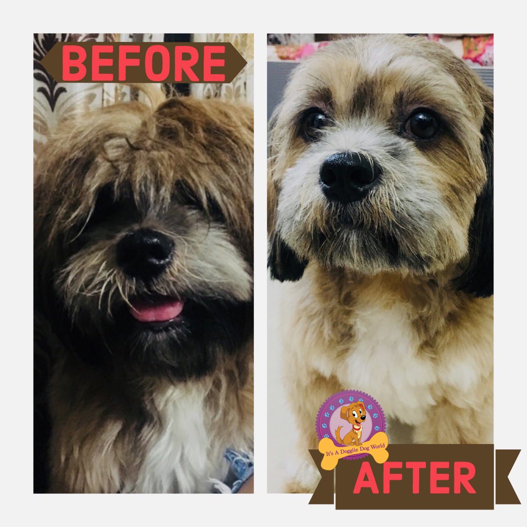 Poojaadvani_DDW's tweet photo. Hereβs a #BeforeAndAfter pic of @lyla_thelhasa .... πβ€οΈπ is isnβt she so adorable ?
.
#PoshPooch #PoshGrooming #PetGrooming #PoojaAdvani #PetMakeOver #DogsOfMumbai #shitzu #furballs #MumbaiPetLovers #Mumbai #Mumbai_igers #petmom #andheri #Malad #lokhandwala #juhu #jvpd https://t.co/uSgeZAENMz