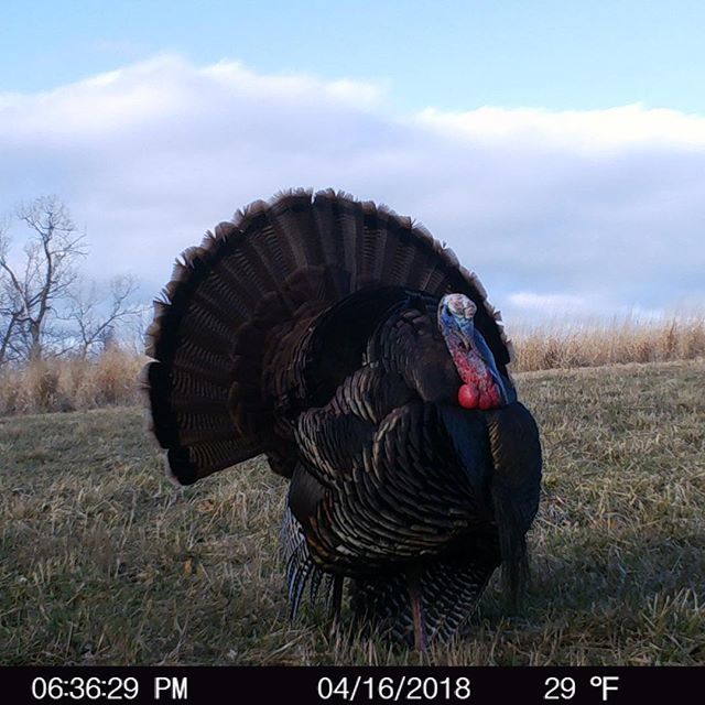 TrailCamTrophy's tweet photo. Pretty as a painting, no filter! 
#nofilterneeded #nofilter #greatphoto #pictureperfect #photooftheday #turkeybird #turkeyseason #turkeys #turkeyscouting #turkeyhunting #ExodusTrailCams #sticnpic #strutting #fannedout #fullfan #bigbird #nature https://t.co/kk9Mgz62dL https://t.co/hc7REY6Maa
