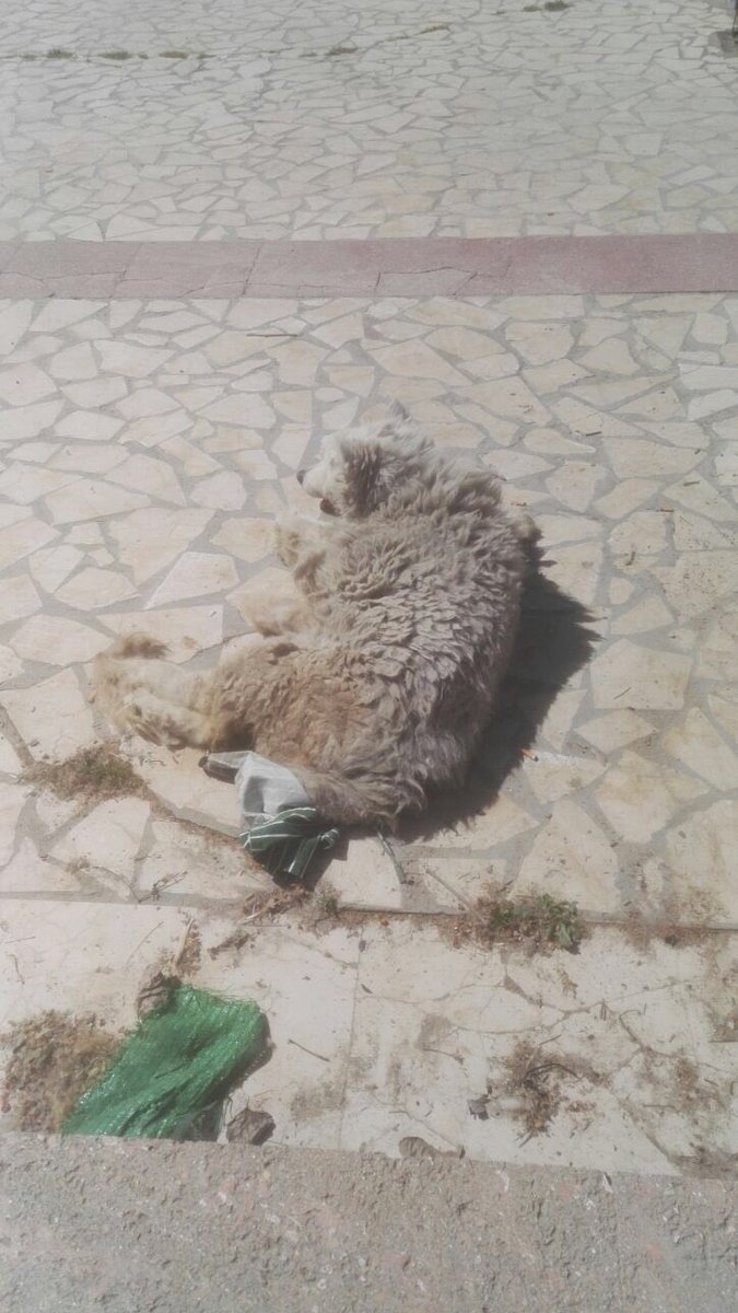 #AlcalaDelJucar #Albacete Las dos patas rotas tras el atropello de anoche y no han sido capaces tras oírla gemir de dolor de llevarla a un vete hasta que no se ha presentado nuestro abogado... hay que tener estómago