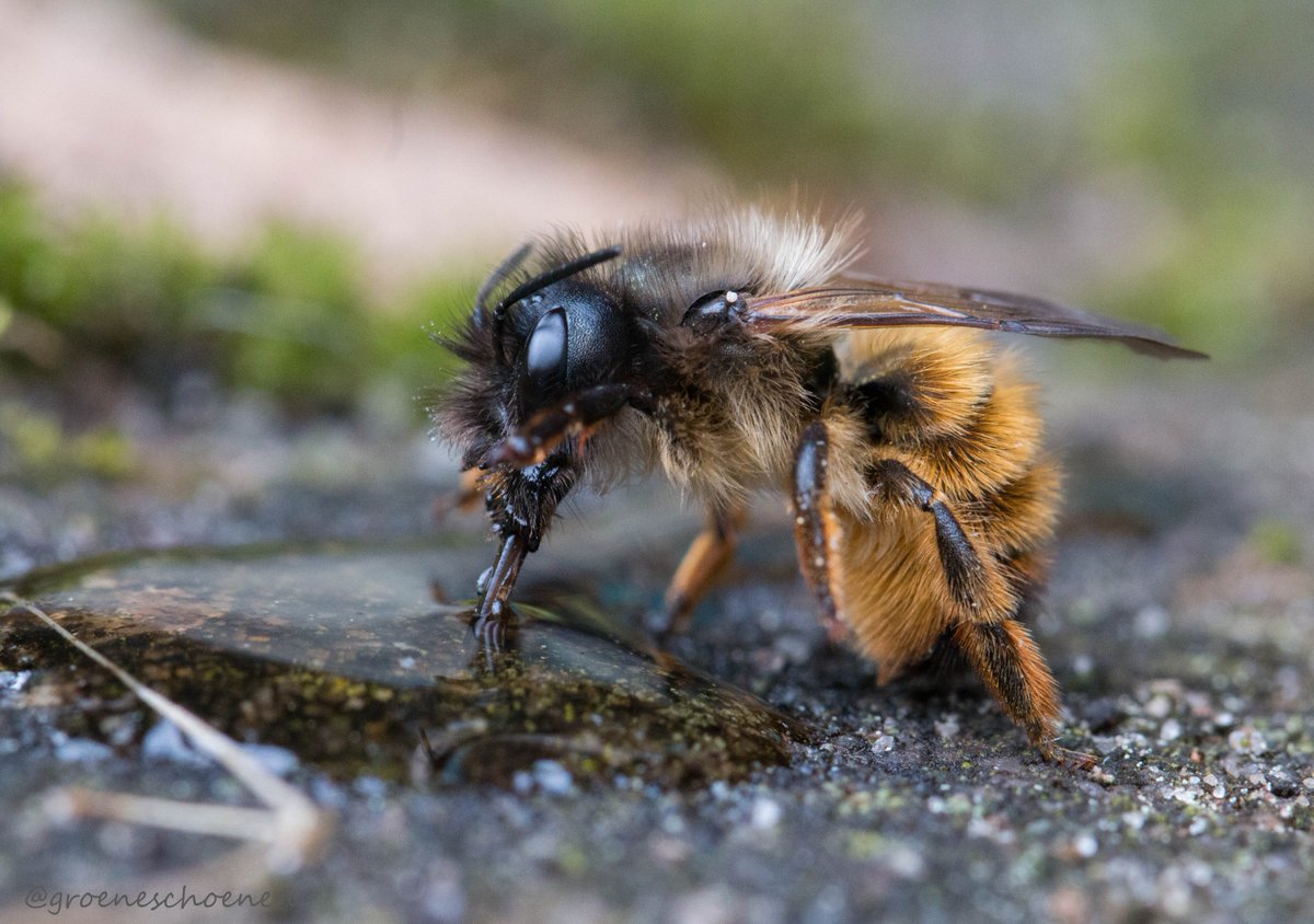 Een uitgeputte bij gevonden in huis; naar buiten gebracht en op een rustige plek gezet. Druppeltje honing erbij. Gretig dronk hij en nadat ik foto's kon maken, vloog hij weg.... #bij #reddebij #bijzonder