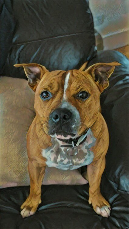 JennyParr3's tweet photo. Thanks again @OurDogsAreArt. Great pic of our darling Ozzy who died at only 6 years old. We still miss him so much https://t.co/UEWFfJCXRt
