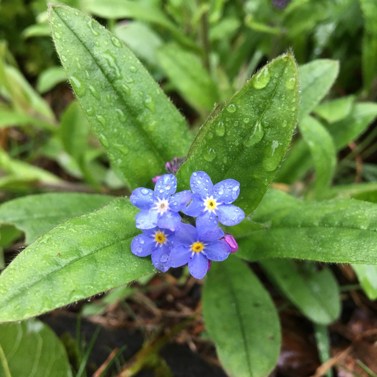 As my little one blossoms at nearly 2 and my #garden springs to life I’ve realised that in spite of minimal time since he was born I’ve cultivated a #wildlife-friendly garden: wildflowers, compost, bird feeders, leaves and stick piles for insects and creatures. And it’s so easy!