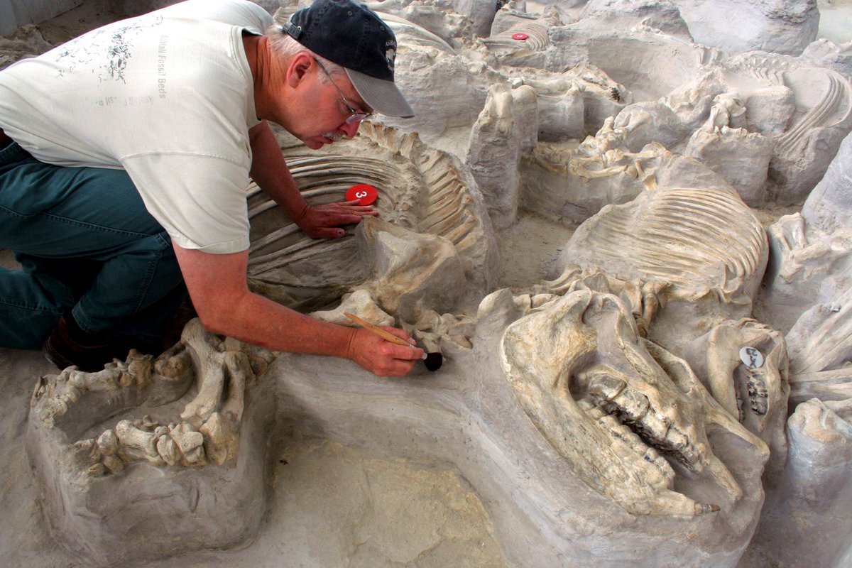 paleeoguy's tweet photo. Almost all of #AMMP11 is on the bus and headed for #AshfallFossilBeds today!!! Ashfall is a #Nebraska site famous for 3D preservation of #Teleoceras rhinos and other animals that died in ash fallout from an Idaho #supervolcano eruption 11.9 million yrs ago!
@AMMPaleo https://t.co/gXiULNWDZ4