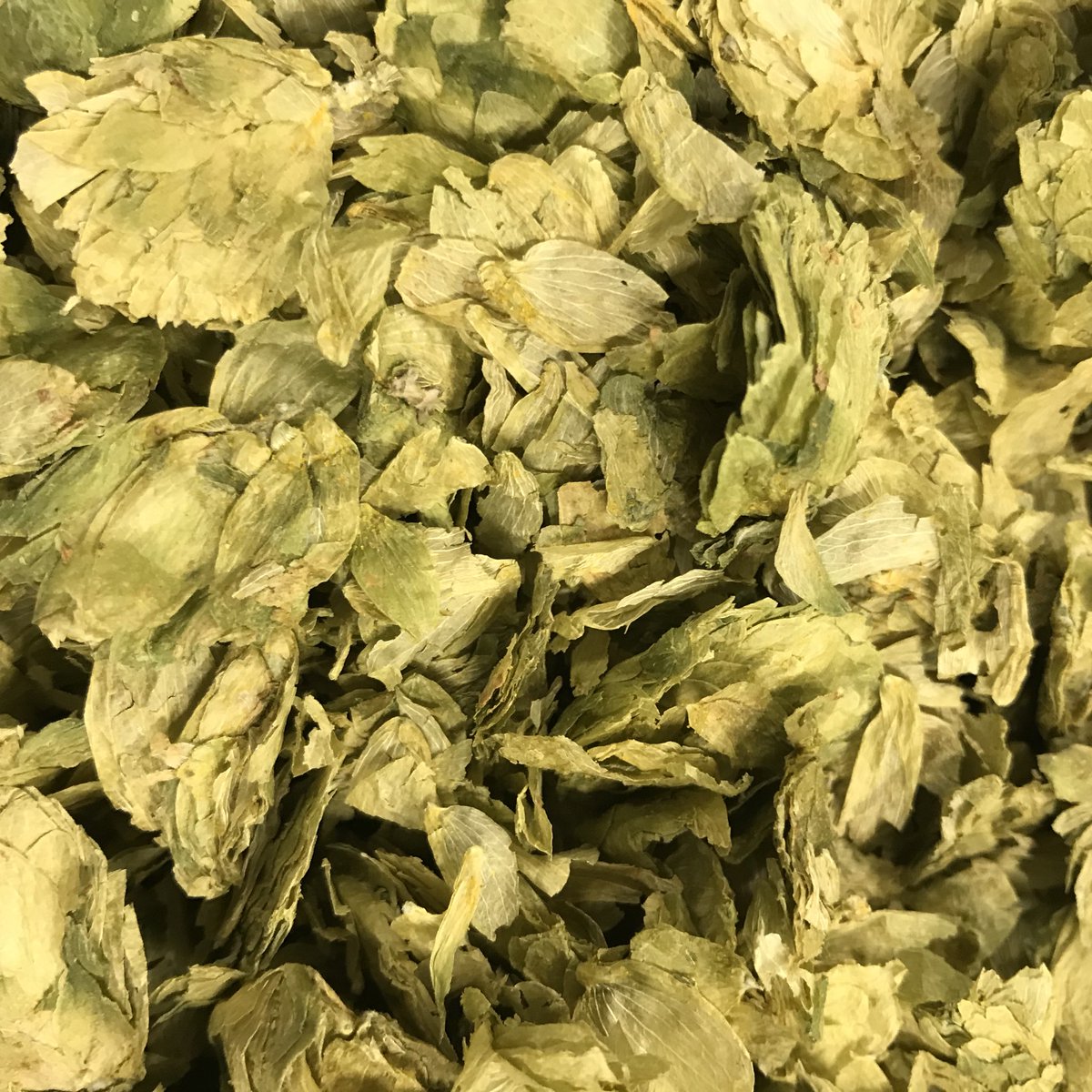 dustybrewco's tweet photo. Using some Willamette hops in our latest brew #dusty #brewing #beer #craftbeer #london #dustybrewingco #hoplife #willamette https://t.co/INowvC8sM9