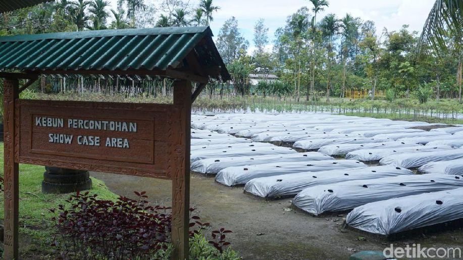 Lahan Bekas Limbah Tambang Freeport 'Disulap' Jadi Perkebunan detik.id/66QiMF
