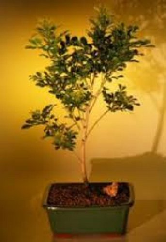 wikibonsai's tweet photo. #Bonsai #Trees FOR #SALE #Flowering #Chinese #PERFUME #Bonsai #Tree (#Aglaia #Orodata) - https://t.co/MM2jdzHLhv #Juniper #JuniperusBrevifolia #JuniperusPhoenicea https://t.co/CAmypJA5yS