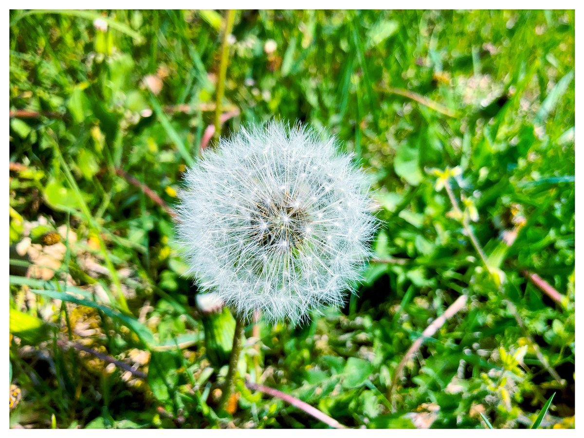 dominik_johnson's tweet photo. some see a dandelion clock, others a timeless beauty to make a wish. #SpringHarmony https://t.co/xdLiUnuTBr