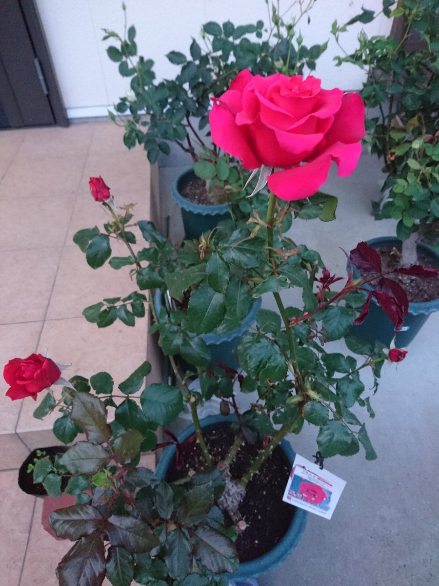 ニコライ バラ ミカエル ヘブンシリーズ 陽気のおかげで我が家の バラも続々と開花してきました T Co Wer1kwrkwj