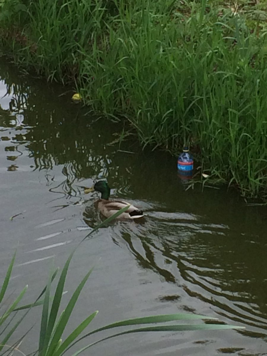 edwinuitzwolle's tweet photo. #kingdance the day after ...#compliment aan bezoekers die #afvalbakken wel wisten te waarderen en jammer van de #losers die #plasticsoup vergroten |@Gemeente_Zwolle @ROVAzwolle ik heb een #schepnet nodig voor drijvende #zwerfies #kamperweg @TientjeStientje rekening volgt .. https://t.co/wHecPaEGSZ