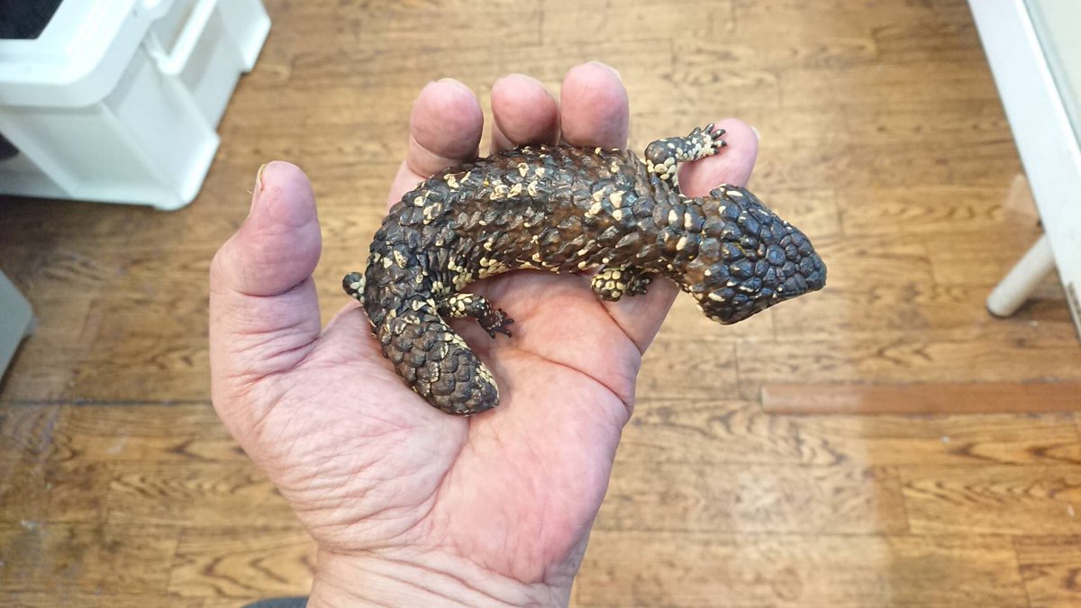 Sauria大東店 マツカサトカゲ アスパー ドイツcbベビー 少し育ったアスパーの綺麗なベビー この大きい鱗と形がとても魅力的です ー Sauria大東店 マツカサトカゲ アスパー ドイツcbベビー 少し育ったアスパーの綺麗なベビー この大きい鱗と形がとても魅力的です ー