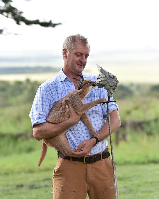 Great opportunity to sculpt a rescued caracal at @lewa_wildlife .  Sadly orphaned, it is now a thriving bouncy five month old (with very sharp claws and teeth!). When strong enough it will be reintroduced to the wild.
...
#caracal #cat #catsofinstagram #… ift.tt/2HCIk8r