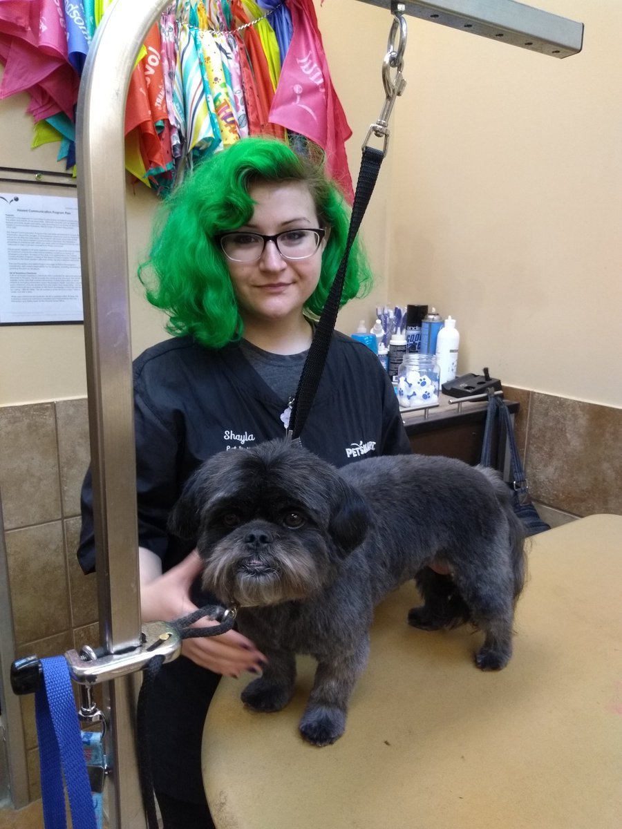 Mi amore, Amore! 

#northeastgrooming Store #2286 #CT Groomed by Shayla. Category: Extreme makeover
@LauraG_DAT <a href="/ssklr11/">Kristie Reisenweaver</a> <a href="/Monicalovespets/">PetSmartNortheast</a> <a href="/PetSmart/">PetSmart</a>