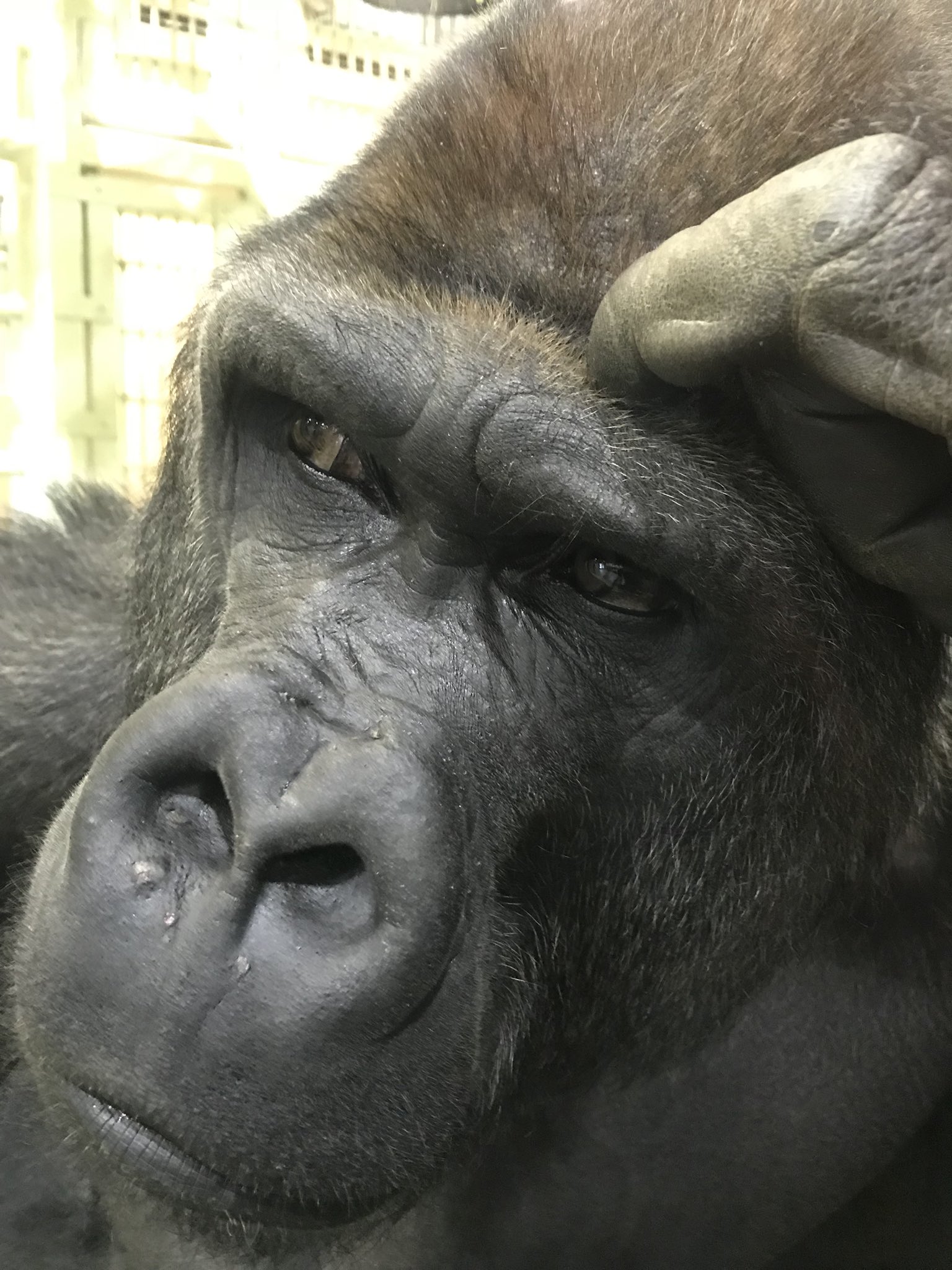 ゴリラページ Gorilla】 ゴリラ（ニシゴリラ）のモモタロウ一家・Vol.55