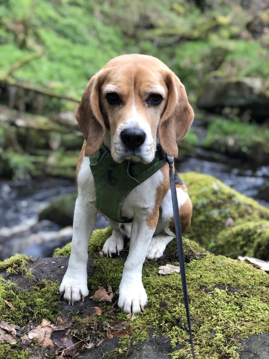 MarcusScotney's tweet photo. I’m sure deep down Sherlock is smiling and happy to be out walking in such lovely places....😂 #grumpybeagles #beagle @BeagleInc https://t.co/31CkWPNKDr