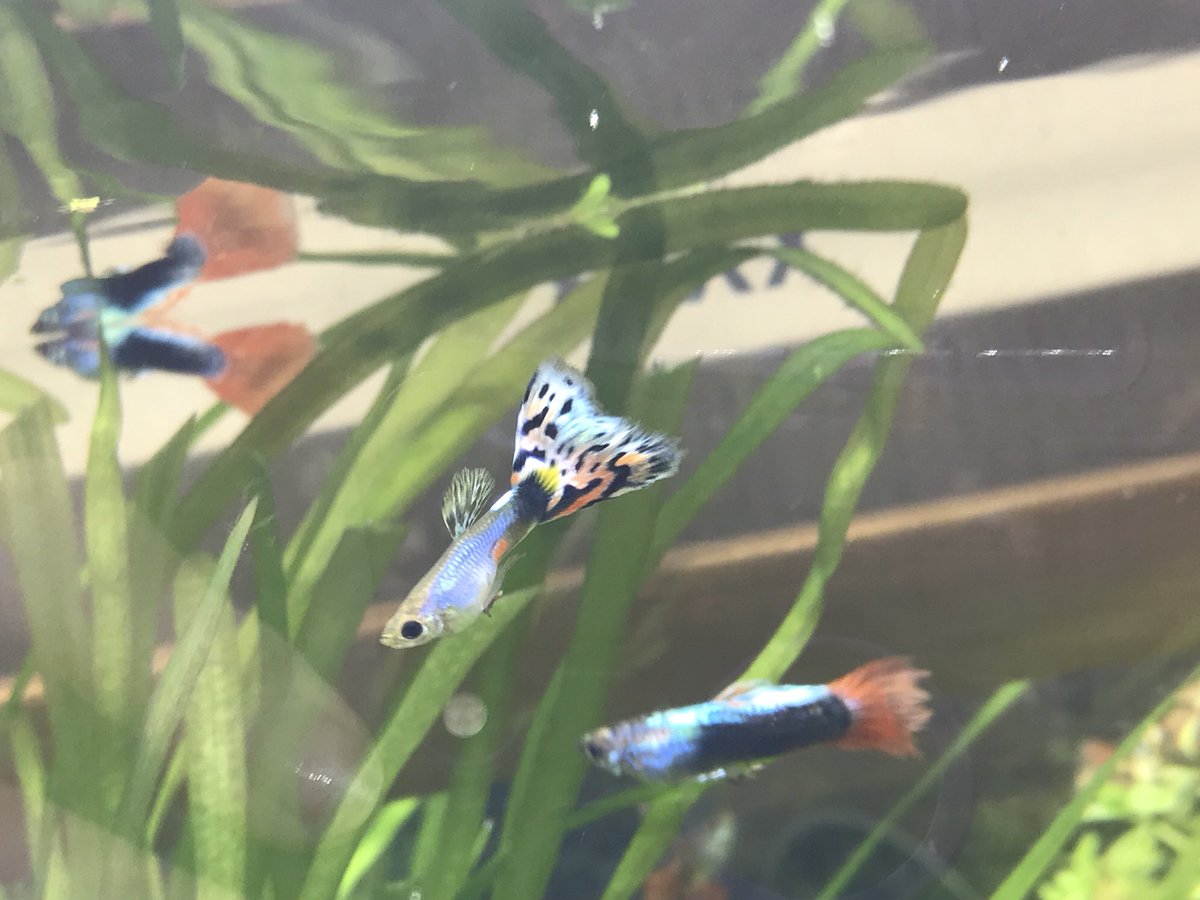 けんご ミックスグッピーから産まれたうちの綺麗な子達を見てくれ グッピー アクアリウム 熱帯魚