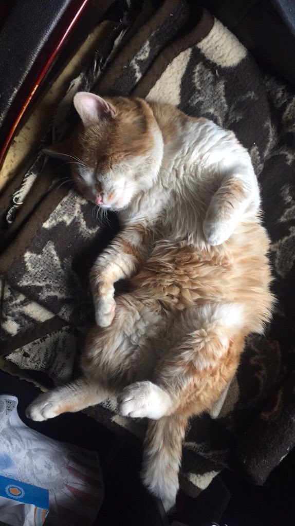 lorraine_b14's tweet photo. Parce que rien n’est mieux que l’amour d’un chat🧡 #PostYourKing https://t.co/Tqqa2zoEik