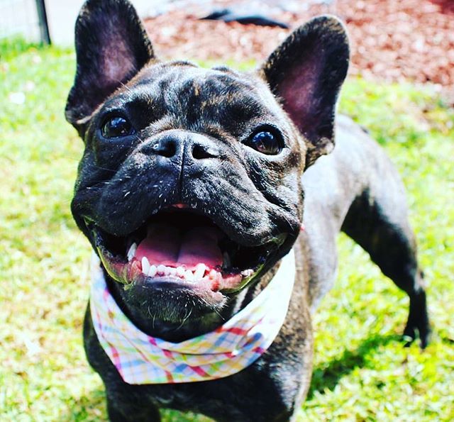 "Dogs never bite me. Just humans." - Marilyn Monroe
・・・
📸 credit: x.com/DogYouKnow1t ift.tt/2JAJkKJ