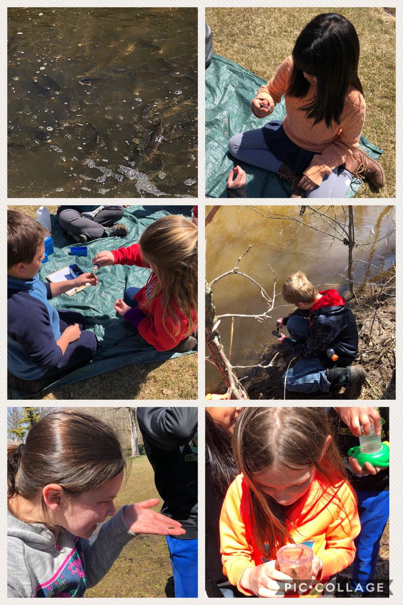 MrsSpierings5's tweet photo. On Wednesday, we took our learning outside. We observed and compared the ecosystems at Lily Lake, Neshota Park (Kewaunee Pond/River), &amp; the Beshandy Fish Hatchery. We LOVED the hands on learning!#Rockonwestwood #wdppride https://t.co/73p9EgM95d