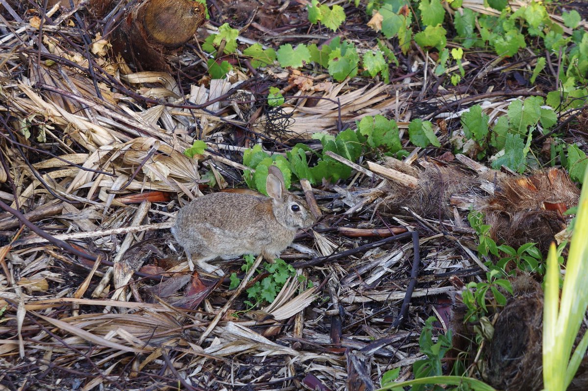 ヒロ V Twitter Wdwの朝です いい天気で朝焼けがきれいです 部屋を出たら目の前にうさぎさんがお散歩してましたー Mnwdw Wdw ディズニーワールド