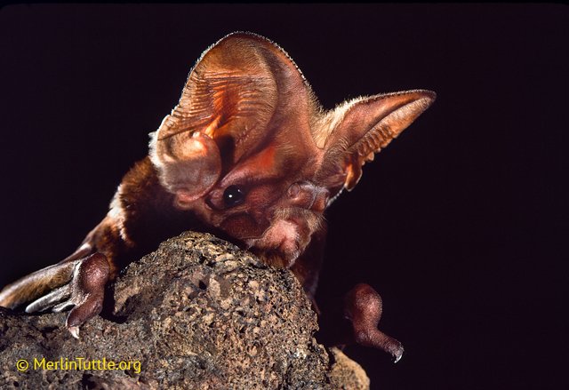 OccasionalBat's tweet photo. Some say it is #Caturday, but I hear it is #Baturday! Photo by @MerlinsBats. https://t.co/PyJa86sJpW