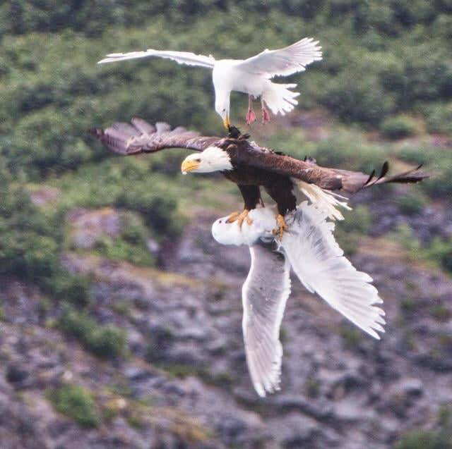 Rainmaker1973's tweet photo. Photographer David Canales captured this outstanding photograph while kayaking on Alaska’s Prince William Sound. A seagull attacking an eagle that has another seagull in its grasp https://t.co/PxNXovvrqc https://t.co/d9Z0oQIkmc