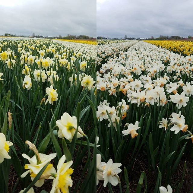 brentandbeckys's tweet photo. One of the many things we look for: Blooms above the foliage. It can make a difference in how your garden looks. #gettingpicky #nl #daffodils #bulbchat https://t.co/oE5w4C6MVi https://t.co/I9dfEuZZ20