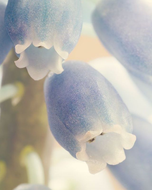 lowcarbvistas's tweet photo. Muscari individual bells⠀
⠀
#floralphotography ⠀
#flowerPhotographs #RosieNixon #Scottishartist #scotland ⠀
⠀
#florals #flowers #flowerstagram #flowersofinstagram #macro_moves #flowerporn #flowerstalking #flowerpower #flowerphotography #flowersma… https://t.co/C93oZJ3hSz https://t.co/p1TZTERQBJ