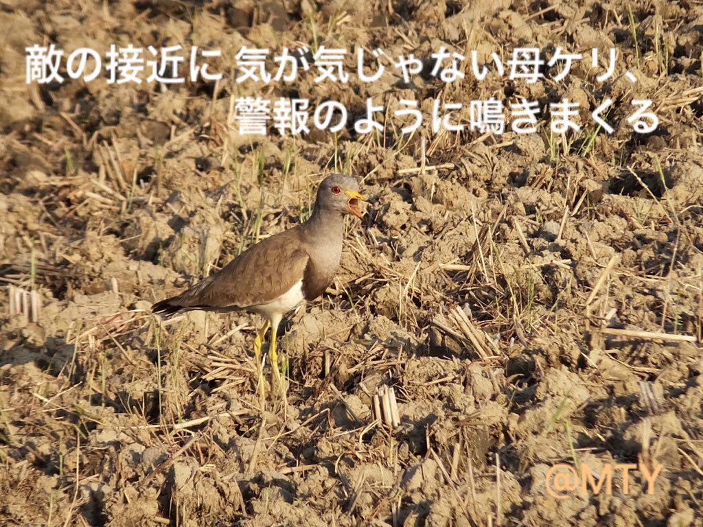 もとゆきこ ペン画 ケリ 子育て6日目 発見より6日経過 隣の田んぼまで歩けるように 親ケリが鳴くと 急いで細い鉄骨を渡って親の元へ 歩く速度もかなり速くなった これからが楽しみだなぁ 野鳥 ケリ 雛 子育て 留鳥 初列風切 次列