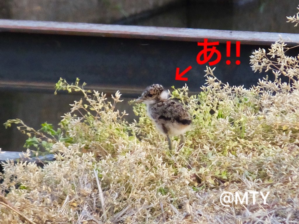 もとゆきこ ペン画 ケリ 子育て6日目 発見より6日経過 隣の田んぼまで歩けるように 親ケリが鳴くと 急いで細い鉄骨を渡って親の元へ 歩く速度もかなり速くなった これからが楽しみだなぁ 野鳥 ケリ 雛 子育て 留鳥 初列風切 次列